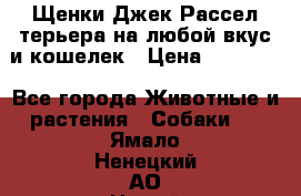 Щенки Джек Рассел терьера на любой вкус и кошелек › Цена ­ 13 000 - Все города Животные и растения » Собаки   . Ямало-Ненецкий АО,Новый Уренгой г.